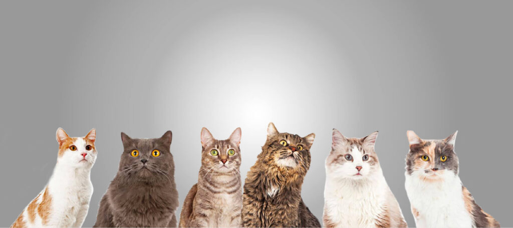 Categorias_Gatoswww.majestik.com