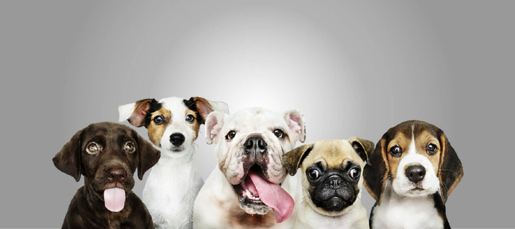 Categorias_Perros_www.majestik.com