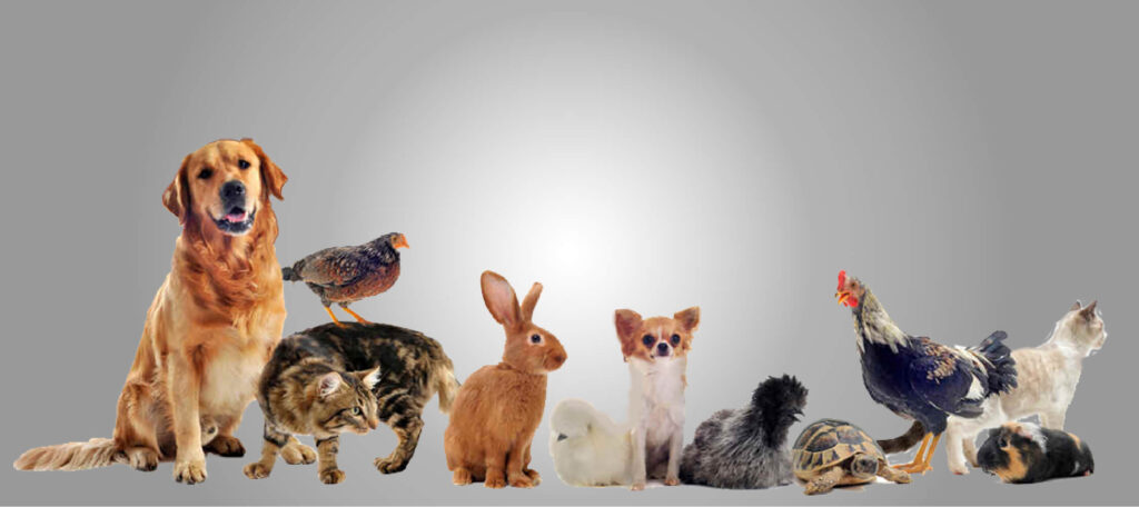 Categorias_Varios_www.majestik.com