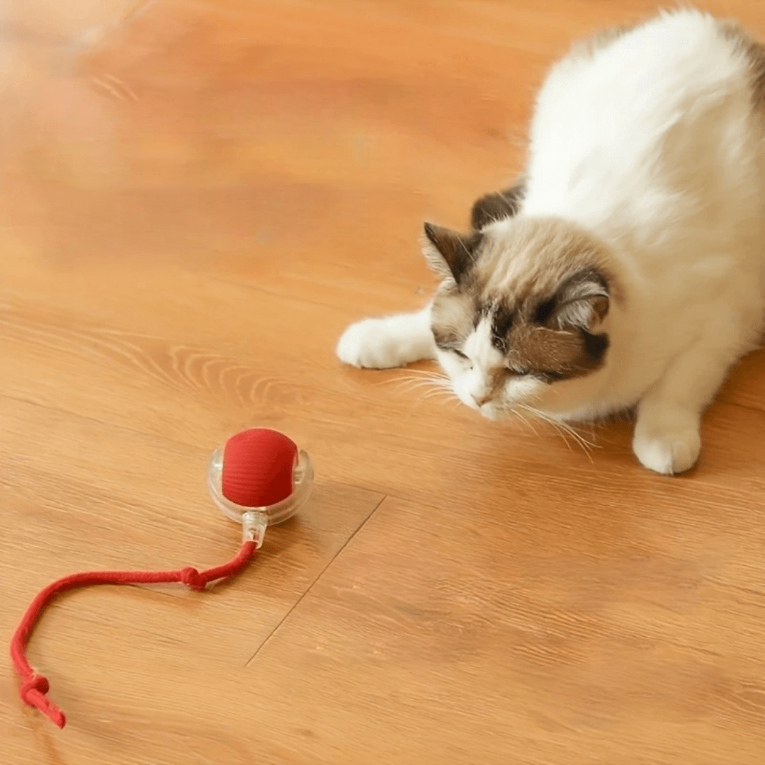 PELOTA INTERACTIVA_7_www.majestikpets.com